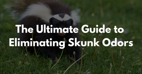 The Ultimate Guide to Eliminating Skunk Odors in 2025
