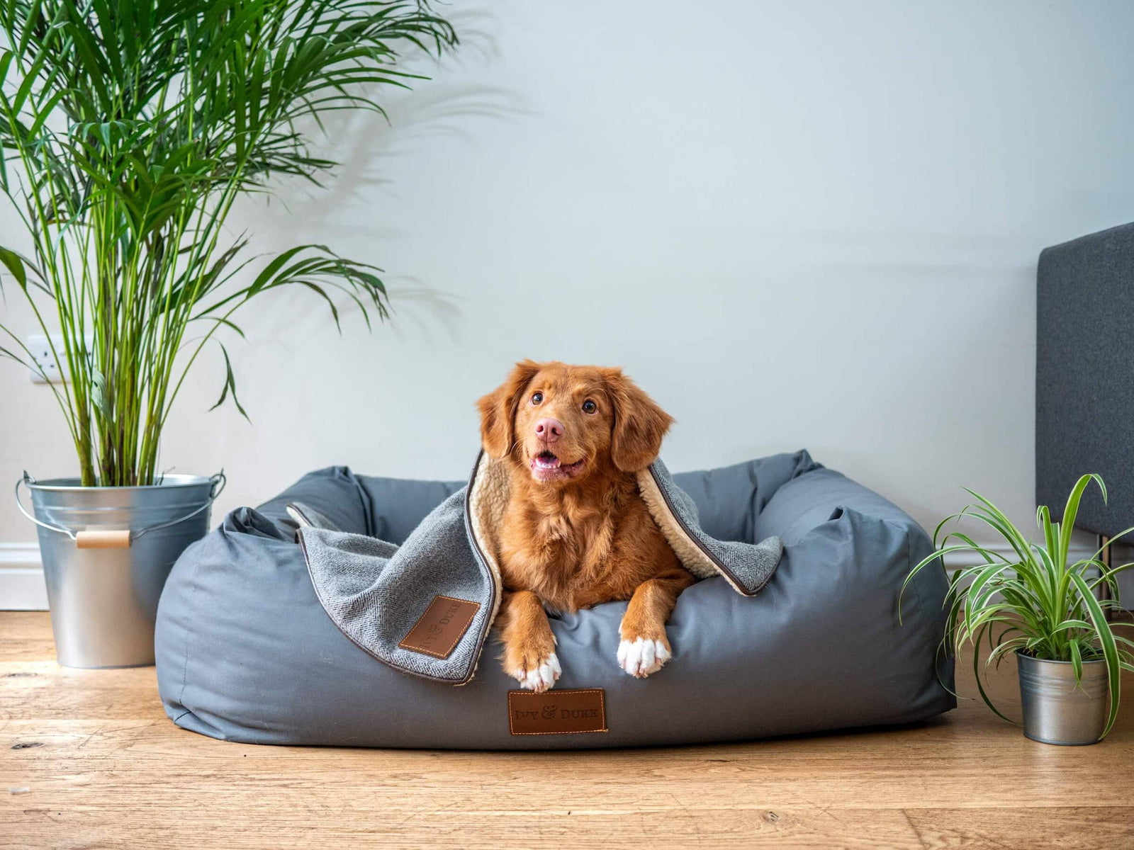 How To Get Rid of Dog Smell Before Selling A House